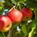 تعلموا زراعة أشجار التفاح وأهم الأمراض والآفات التي تصيب محصول وثمار شجرة التفاح ..