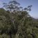 اكتشف فريق من العلماء أكبر شجرة في غابة الأمازون المطيرة